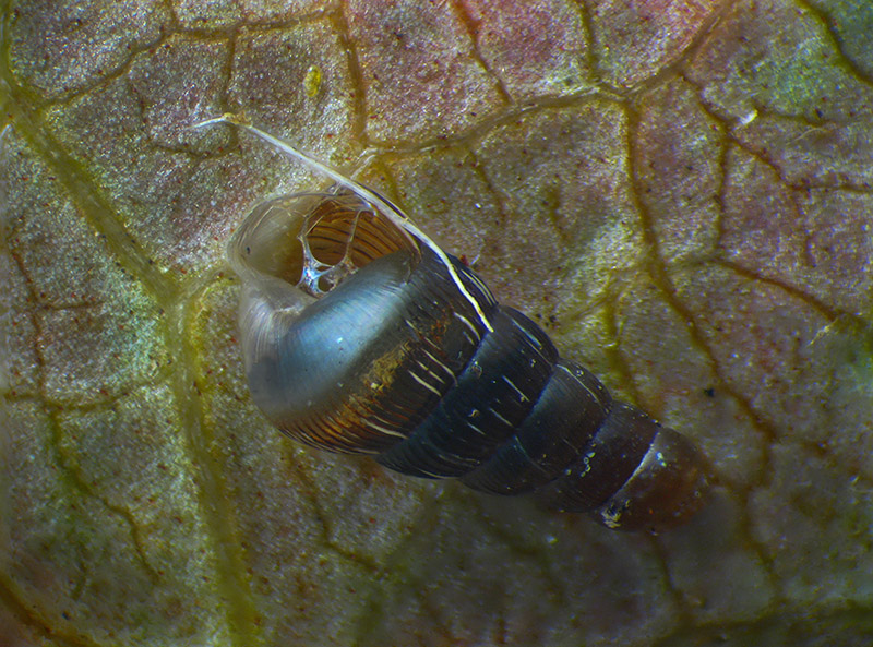 piccolo Gasteropode